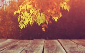 What Are You Thankful For In Your Business This Thanksgiving?|